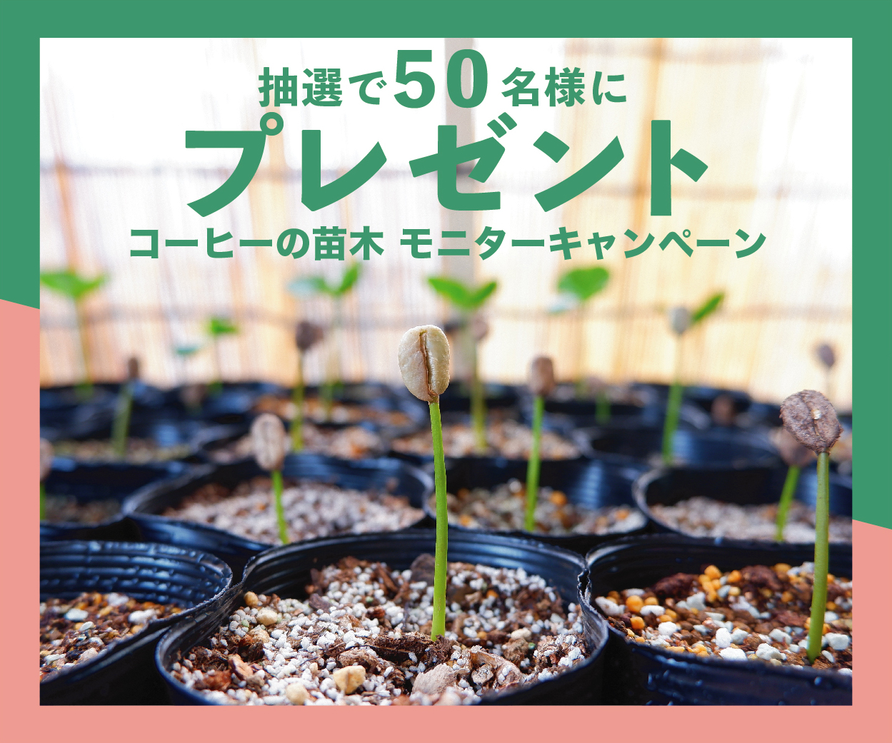 可否茶館50周年！ ～ 育てよう 北海道珈琲のmirai ～ 特設サイトオープン！&「コーヒーの苗木 50th mirai モニター募集キャンペーン」スタート！！2